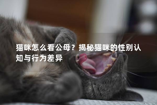 猫咪怎么看公母？揭秘猫咪的性别认知与行为差异