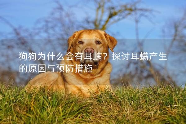 狗狗为什么会有耳螨？探讨耳螨产生的原因与预防措施