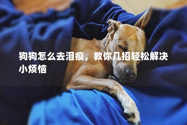 狗狗怎么去泪痕，教你几招轻松解决小烦恼