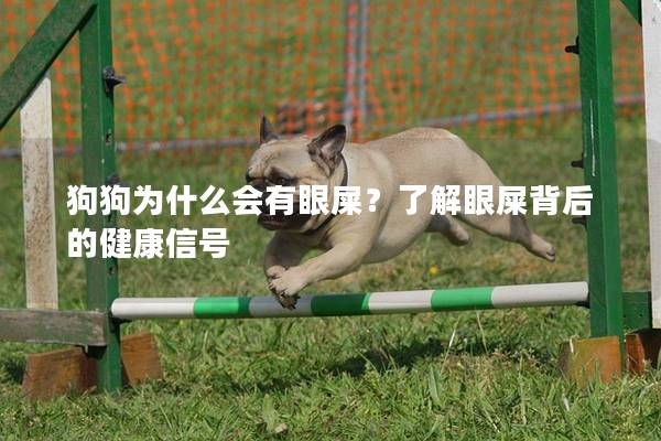狗狗为什么会有眼屎？了解眼屎背后的健康信号