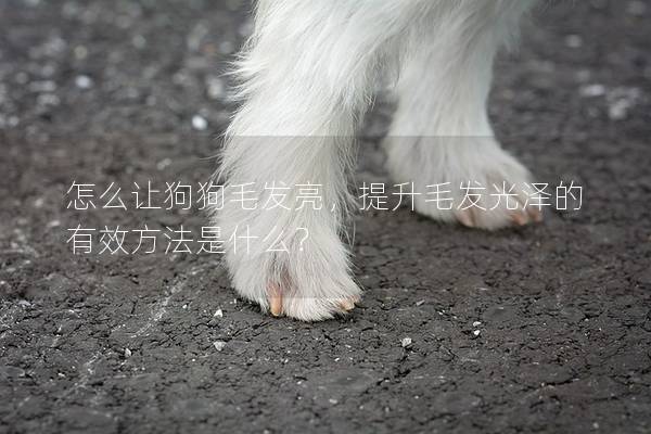 怎么让狗狗毛发亮，提升毛发光泽的有效方法是什么？