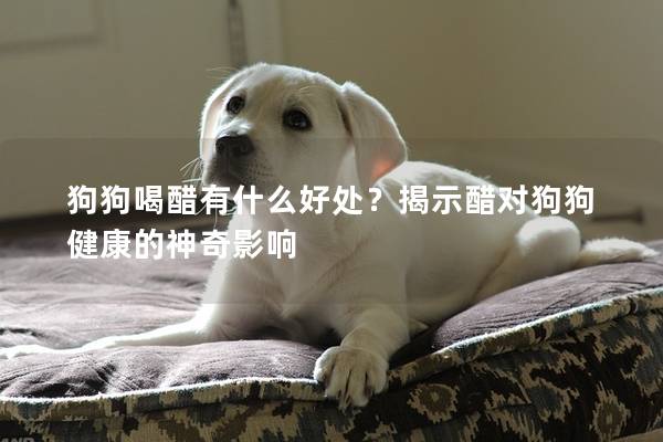 狗狗喝醋有什么好处？揭示醋对狗狗健康的神奇影响