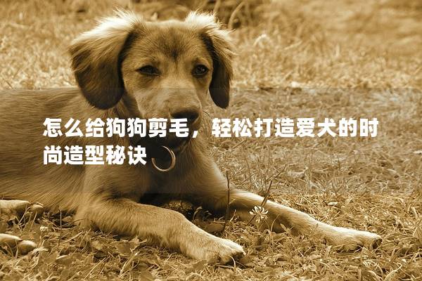 怎么给狗狗剪毛，轻松打造爱犬的时尚造型秘诀