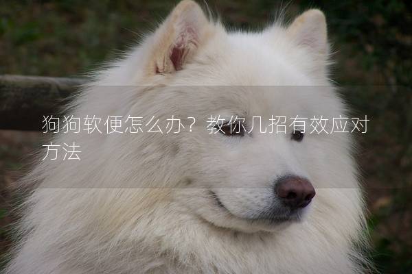 狗狗软便怎么办？教你几招有效应对方法