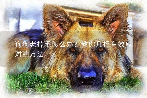 狗狗老掉毛怎么办？教你几招有效应对的方法