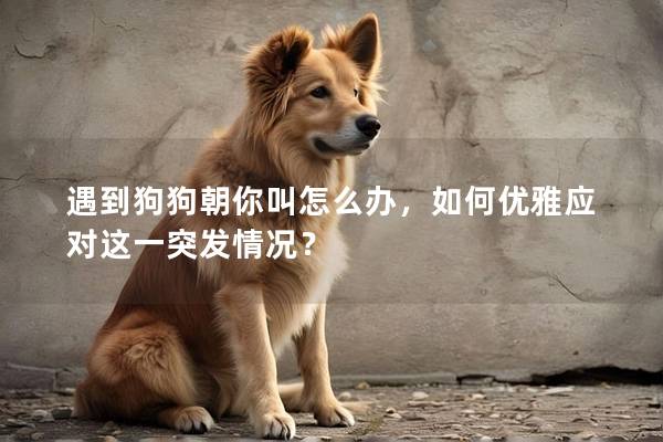 遇到狗狗朝你叫怎么办，如何优雅应对这一突发情况？