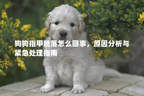 狗狗指甲脱落怎么回事，原因分析与紧急处理指南