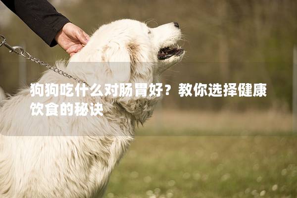 狗狗吃什么对肠胃好？教你选择健康饮食的秘诀