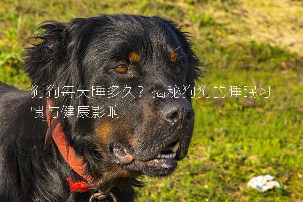 狗狗每天睡多久？揭秘狗狗的睡眠习惯与健康影响