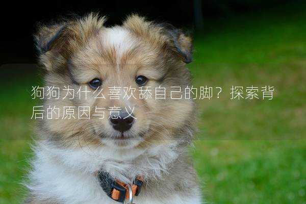狗狗为什么喜欢舔自己的脚？探索背后的原因与意义