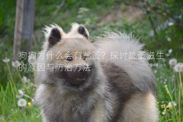 狗狗为什么会有跳蚤？探讨跳蚤滋生的原因与防治方法