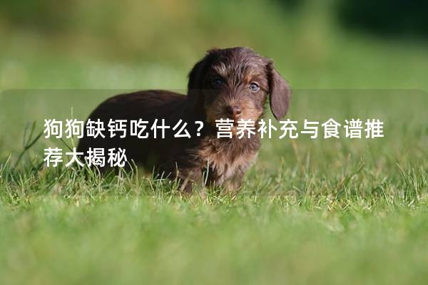 狗狗缺钙吃什么？营养补充与食谱推荐大揭秘