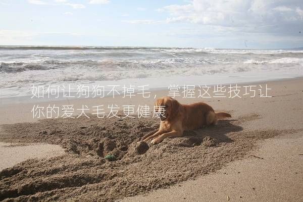如何让狗狗不掉毛，掌握这些技巧让你的爱犬毛发更健康