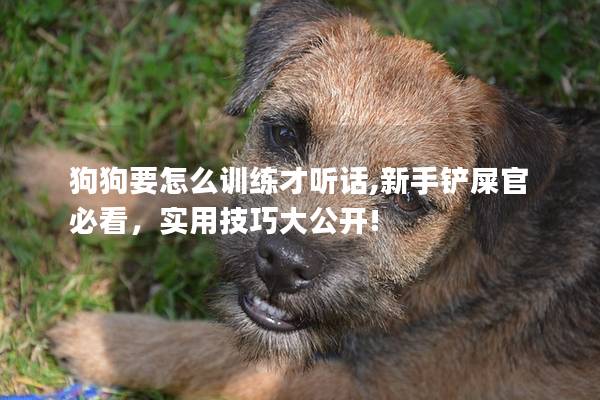 狗狗要怎么训练才听话,新手铲屎官必看，实用技巧大公开!