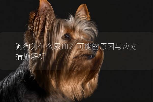 狗狗为什么尿血？可能的原因与应对措施解析
