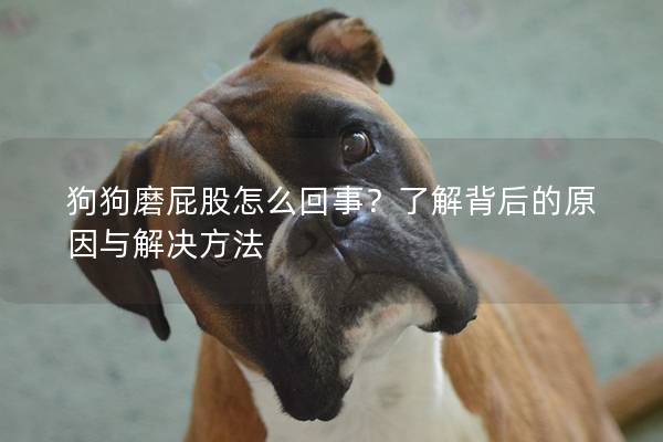 狗狗磨屁股怎么回事？了解背后的原因与解决方法