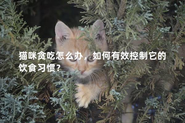 猫咪贪吃怎么办，如何有效控制它的饮食习惯？