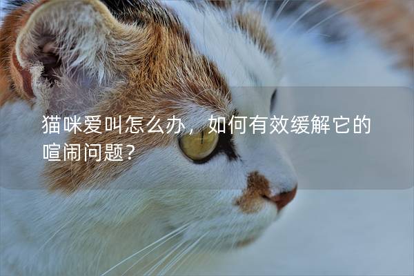 猫咪爱叫怎么办，如何有效缓解它的喧闹问题？