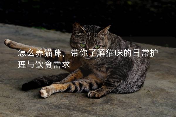 怎么养猫咪，带你了解猫咪的日常护理与饮食需求