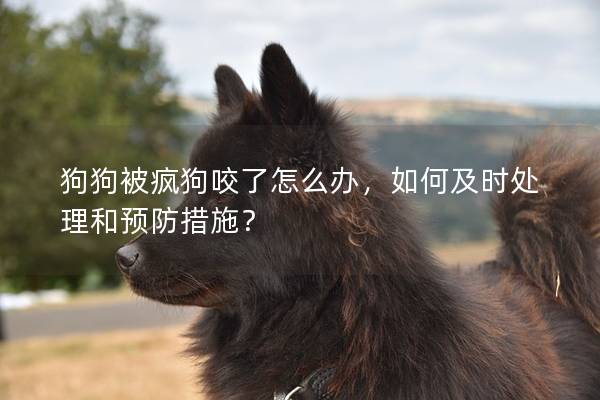 狗狗被疯狗咬了怎么办，如何及时处理和预防措施？