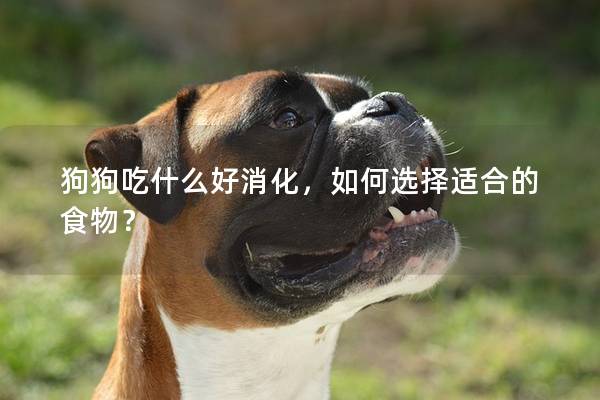 狗狗吃什么好消化，如何选择适合的食物？