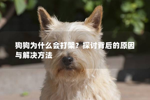 狗狗为什么会打架？探讨背后的原因与解决方法