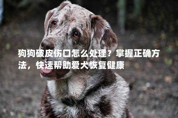 狗狗破皮伤口怎么处理？掌握正确方法，快速帮助爱犬恢复健康