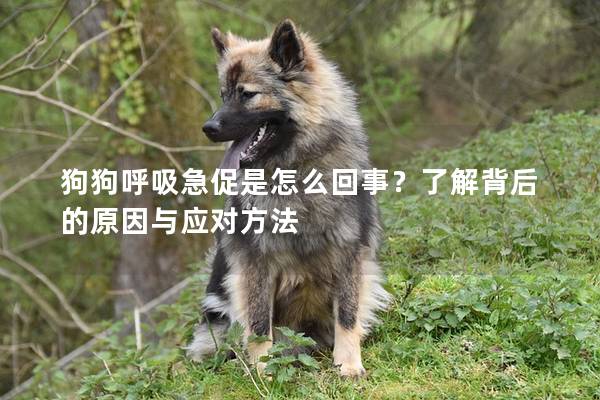 狗狗呼吸急促是怎么回事？了解背后的原因与应对方法