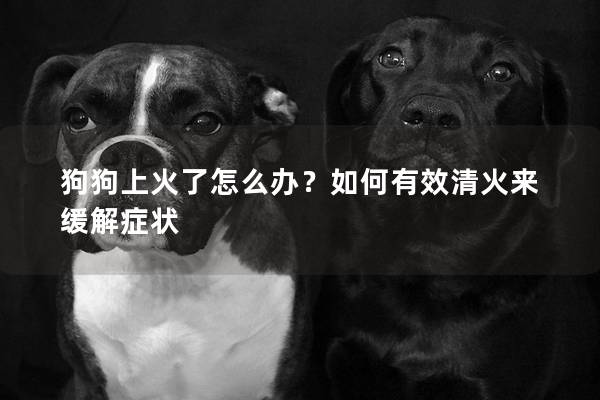 狗狗上火了怎么办？如何有效清火来缓解症状