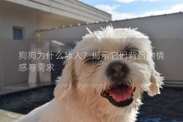 狗狗为什么舔人？揭示它们背后的情感与需求