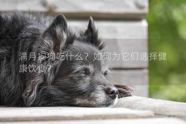 满月狗狗吃什么？如何为它们选择健康饮食？
