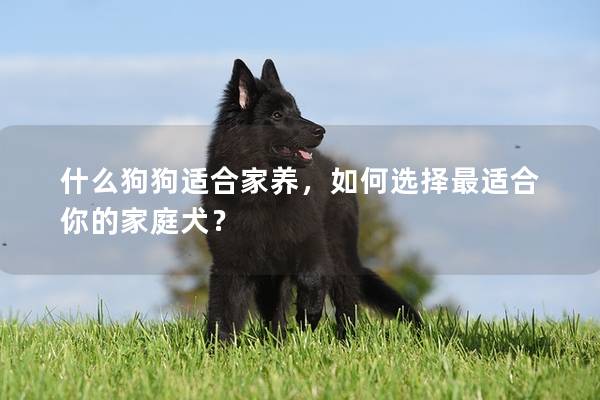 什么狗狗适合家养，如何选择最适合你的家庭犬？