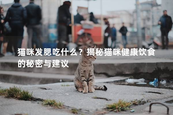 猫咪发腮吃什么？揭秘猫咪健康饮食的秘密与建议
