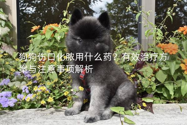 狗狗伤口化脓用什么药？有效治疗方案与注意事项解析