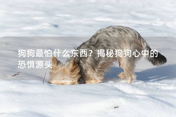 狗狗最怕什么东西？揭秘狗狗心中的恐惧源头