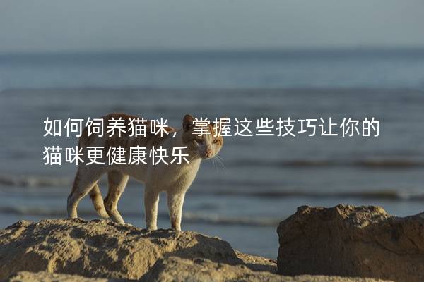 如何饲养猫咪，掌握这些技巧让你的猫咪更健康快乐