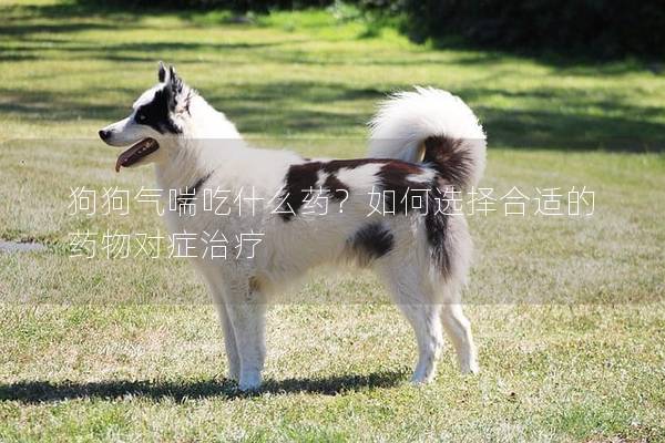 狗狗气喘吃什么药？如何选择合适的药物对症治疗