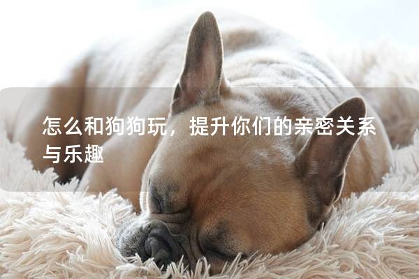 怎么和狗狗玩，提升你们的亲密关系与乐趣