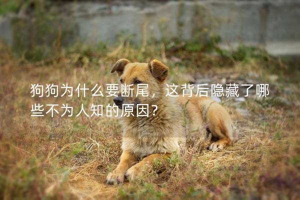 狗狗为什么要断尾，这背后隐藏了哪些不为人知的原因？