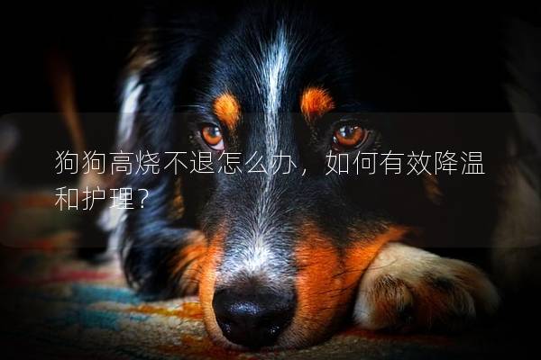 狗狗高烧不退怎么办，如何有效降温和护理？
