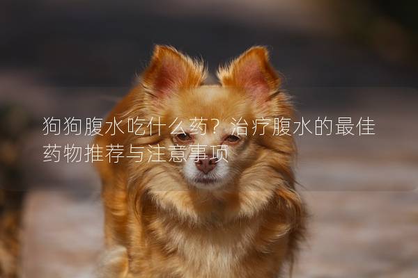 狗狗腹水吃什么药？治疗腹水的最佳药物推荐与注意事项