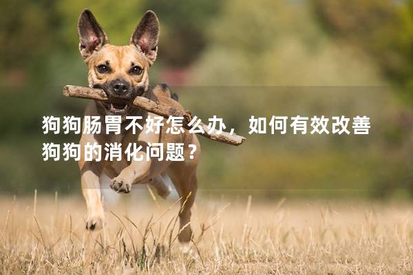 狗狗肠胃不好怎么办，如何有效改善狗狗的消化问题？