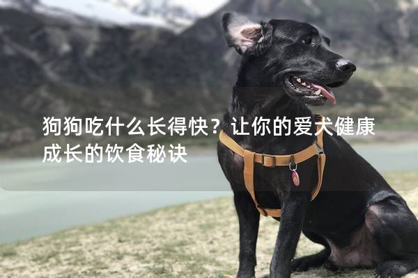 狗狗吃什么长得快？让你的爱犬健康成长的饮食秘诀