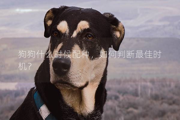 狗狗什么时候配种，如何判断最佳时机？