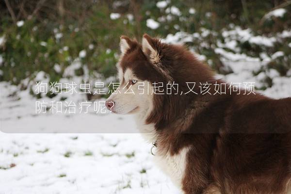 狗狗球虫是怎么引起的,又该如何预防和治疗呢？