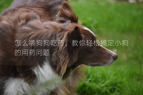 怎么喂狗狗吃药，教你轻松搞定小狗的用药问题