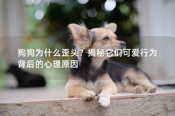 狗狗为什么歪头？揭秘它们可爱行为背后的心理原因