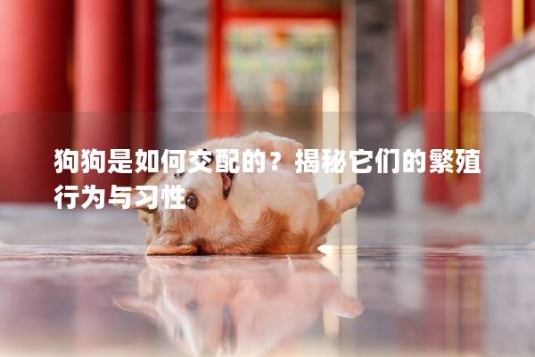 狗狗是如何交配的？揭秘它们的繁殖行为与习性
