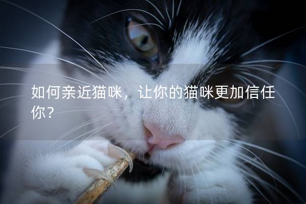 如何亲近猫咪，让你的猫咪更加信任你？