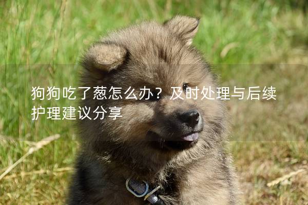 狗狗吃了葱怎么办？及时处理与后续护理建议分享